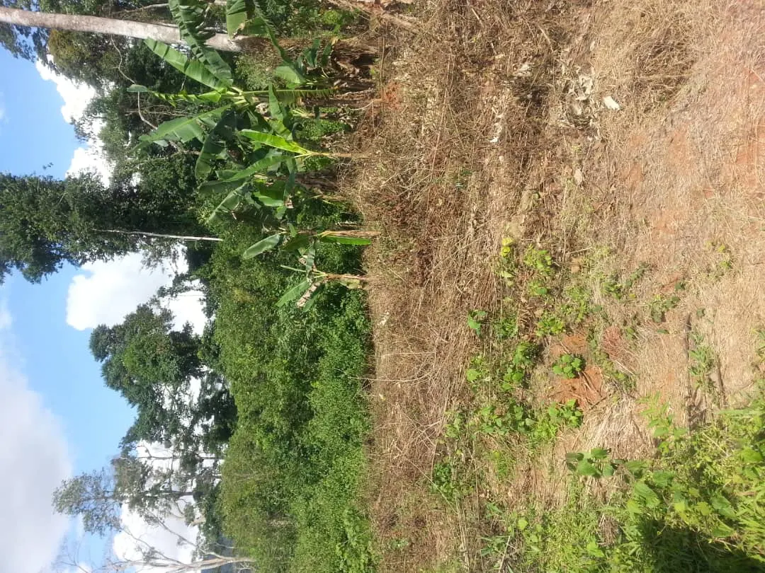 Land for sale – photo 1
