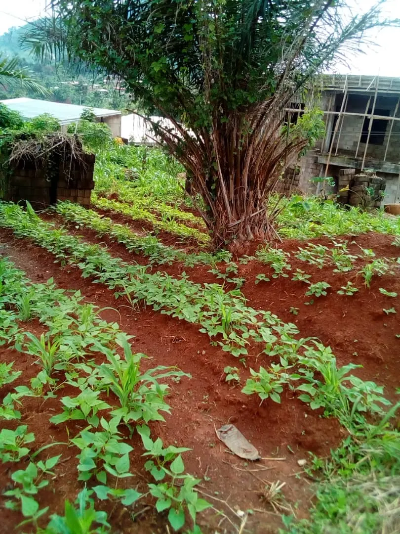 Land for sale at Mendong – photo 1