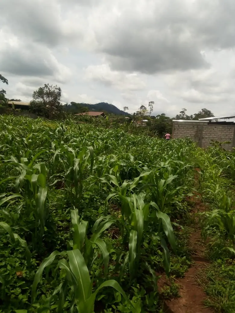 Very Affordable Land for sale at Eloumdem Ii – photo 1